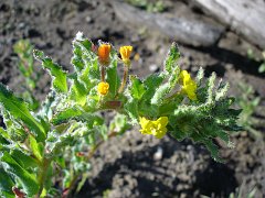 camissonia hirtella